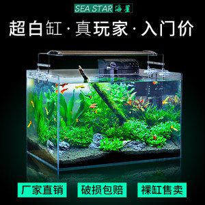 海星生态鱼缸的维护技巧：海星生态鱼缸养殖方法 鱼缸百科 第1张