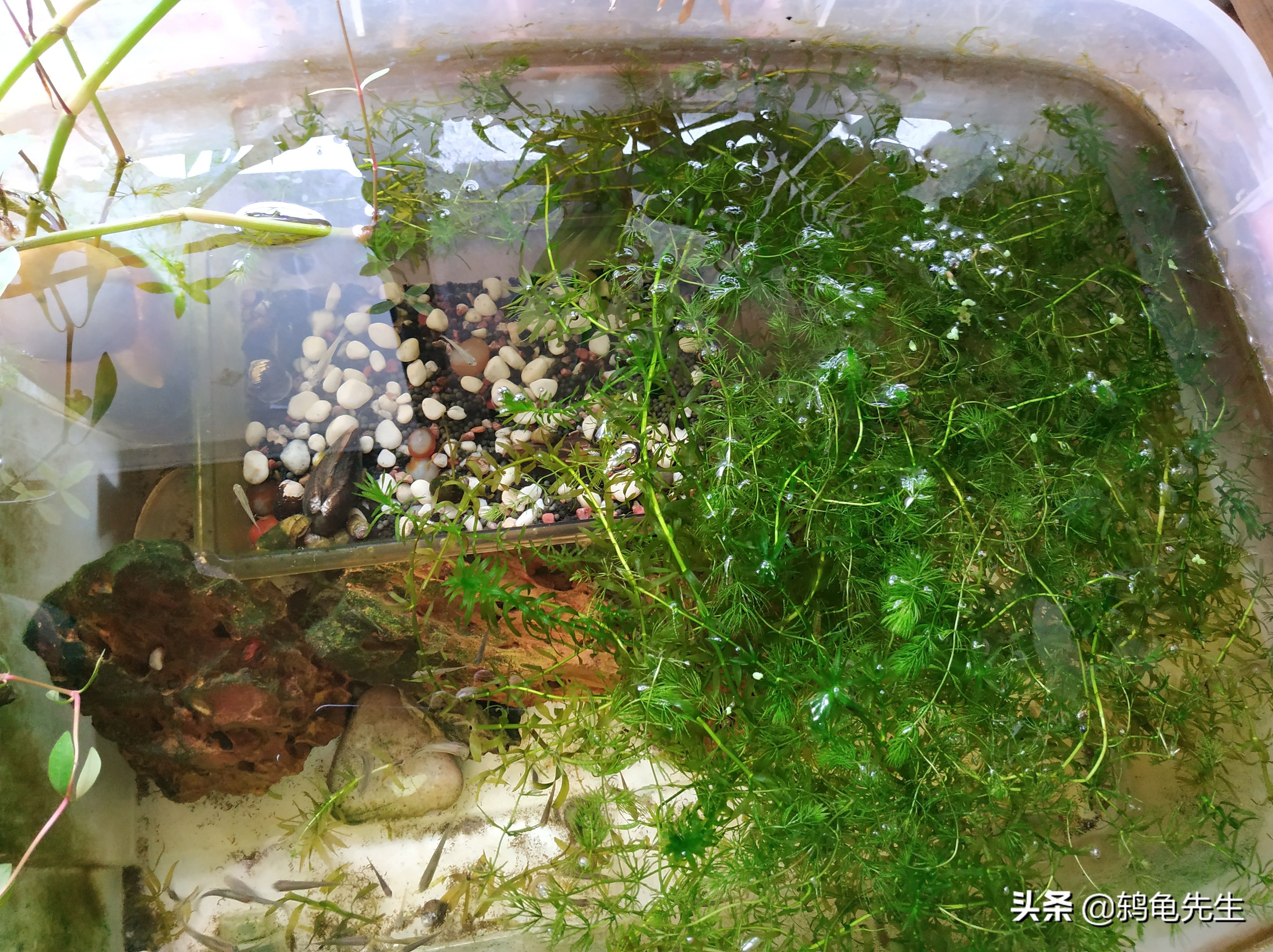 淡水鱼缸种植的水草有哪些？：淡水鱼缸养殖的水草适合淡水鱼缸养殖的水草是一种常见的水草 鱼缸百科 第3张