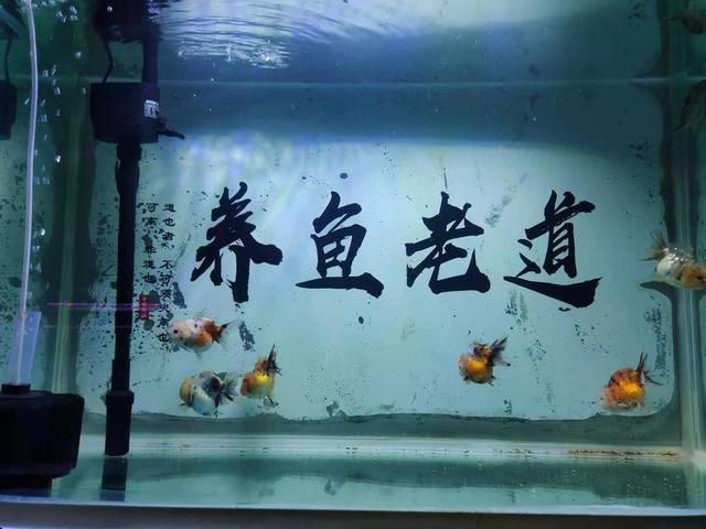 鱼缸如何消毒？：刚买来的鱼缸使用高锰酸钾溶液浸泡鱼缸消毒方法对比