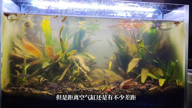 夏季鱼缸养河蚌的注意事项和解决方法和解决方法：你鱼缸里的河蚌还活着吗?