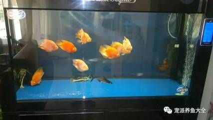 黑鲨水族鱼缸是一种怎样的存在？：铁东区黑鲨水族专卖店 鱼缸百科 第1张