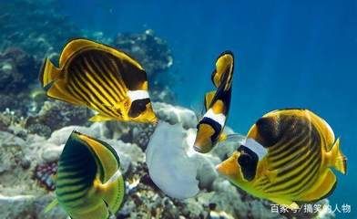 黑鲨水族鱼缸是一种怎样的存在？：铁东区黑鲨水族专卖店 鱼缸百科 第4张