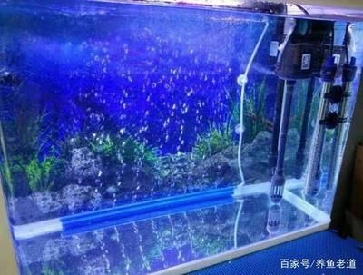 鱼缸水浑浊是水质出现恶化的征兆，鱼缸水浑浊的征兆：鱼缸水浑浊怎么办