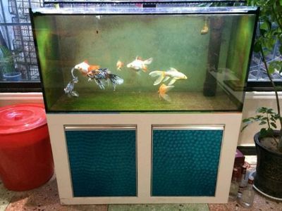 化州鱼缸买卖地点介绍：化州水族店经营策略经营策略水族箱养护指南 鱼缸百科 第2张