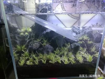 鱼缸水位管理的重要性：缸内无管件鱼缸加水的最佳位置应该是底部