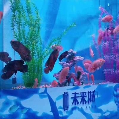 水族器材品牌有哪些？：国内知名的鱼缸品牌有哪些？ 鱼缸百科 第3张