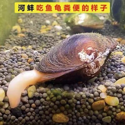 河蚌吃鱼会导致鱼的数量减少吗？：河蚌不会吃鱼，它们在鱼缸中不会吃鱼