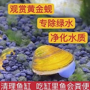 河蚌吃鱼会导致鱼的数量减少吗？：河蚌不会吃鱼，它们在鱼缸中不会吃鱼