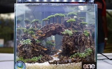 鱼缸造景师的职业发展路径水族造景师的职业发展路径：水族造景师的职业发展路径 鱼缸百科 第4张