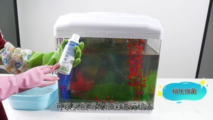 反硝化细菌在鱼缸中的作用有哪些？：反硝化细菌在鱼缸中的作用 鱼缸百科 第4张