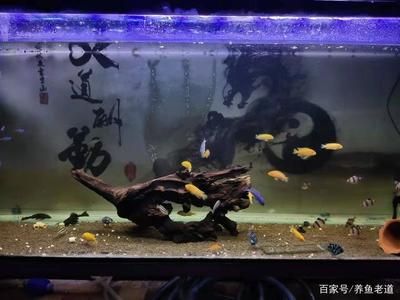 观景鱼缸需要一直供氧吗？：水族箱生态平衡的秘密水族箱生态平衡的秘密水族箱生态平衡 鱼缸百科 第1张