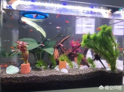 观景鱼缸需要一直供氧吗？：水族箱生态平衡的秘密水族箱生态平衡的秘密水族箱生态平衡 鱼缸百科 第3张