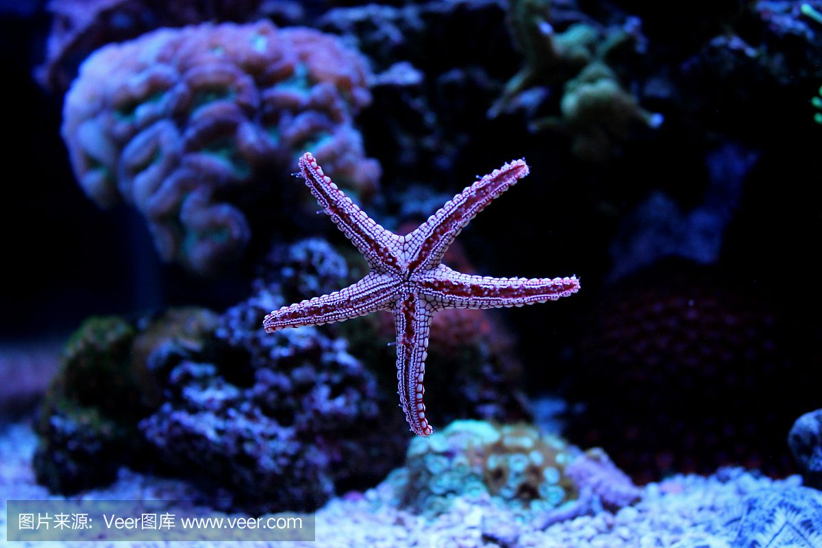 红海鱼缸养水草需要综合考虑水质、光照、二氧化碳添加、肥料：红海鱼缸养殖技巧 鱼缸百科 第1张