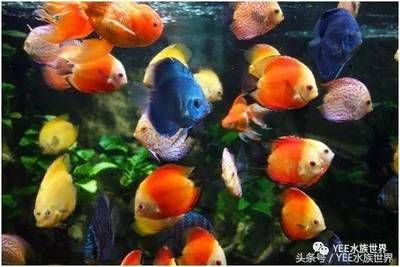 广州辉煌水族鱼缸怎么样？：广州辉煌水族鱼缸养护秘籍了解如何正确养护鱼缸