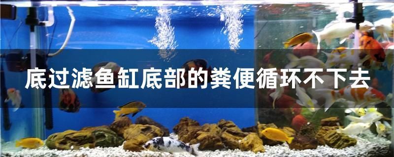 底滤鱼缸排污口大便堵塞需要及时清理以保证水质和鱼的健康：如何清理鱼缸底部的粪便