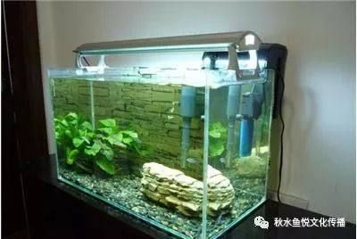 观赏鱼缸水浑浊的常见原因是微生物过多：观赏鱼缸水浑浊怎么办 鱼缸百科 第3张