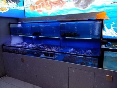 禹州市海中王鱼缸怎么样：禹州市海中王水族用品店 鱼缸百科 第1张