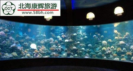 海底世界的奇妙之旅，北海海洋之窗：世界上最大的活体珊瑚展示了156个品种的北海海洋之窗