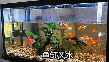 鱼缸里放石头有什么讲究？：如何选择鱼缸石头 鱼缸百科 第2张