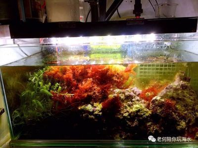 鱼缸换水频率取决于多种因素：鱼缸换水的频率取决于多种因素 鱼缸百科 第1张