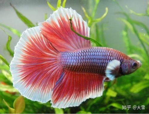 海乾水族鱼缸怎么样：快速访问,不敢入坑海缸,先到水族店欣赏吧,这口鱼缸价值不菲吧 鱼缸百科 第4张