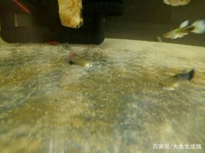 鱼缸水泵一线品牌如何挑选合适的鱼缸水泵的质量：如何挑选合适的鱼缸水泵 鱼缸百科 第2张