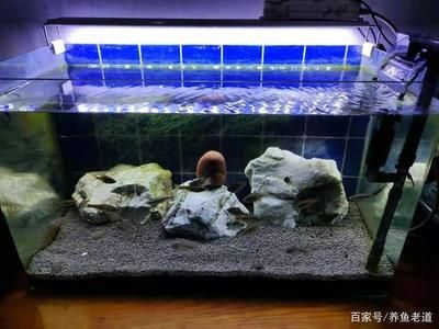 鱼缸水质浑浊怎么办？：刚给鱼缸换完水，发现水质浑浊可能与多种因素有关 鱼缸百科 第2张