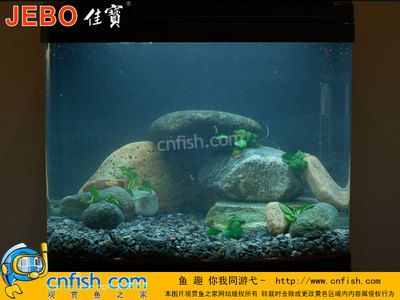 鲷鱼鱼缸造景方法：水族箱的养护秘籍 鱼缸百科 第1张