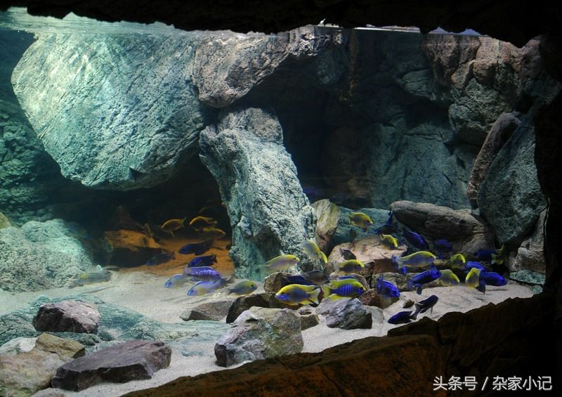 鲷鱼鱼缸造景方法：水族箱的养护秘籍 鱼缸百科 第3张