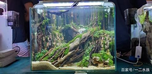 水族箱造景的艺术演变：如何打造一个美观的方形鱼缸造景？ 鱼缸百科 第4张