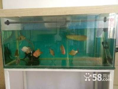 桓台县水族养护指南探索如何正确养护鱼缸中的水生生物：山东桓台县水族馆