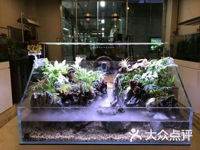 海洋生态鱼缸造景设计方案：海洋生态鱼缸造景设计方案：水草生态鱼缸造景设计方案 鱼缸百科 第3张