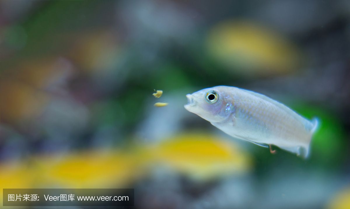 蝴蝶鲤的饲养技巧：蝴蝶鲤为什么总是在鱼缸底部？ 鱼缸百科 第1张