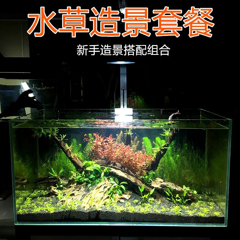 黑水鱼缸造景的艺术与技巧水族造景的艺术与技巧：养鱼新手入门指南 鱼缸百科 第1张