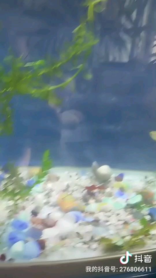 水族箱造景：昨天拿回来一个水族箱，把以前的玻璃缸送人 观赏鱼论坛