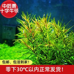 淡水鱼缸养护技巧：如何选择淡水鱼缸？ 鱼缸百科 第1张