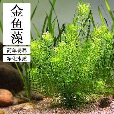 淡水鱼缸养护技巧：如何选择淡水鱼缸？ 鱼缸百科 第3张