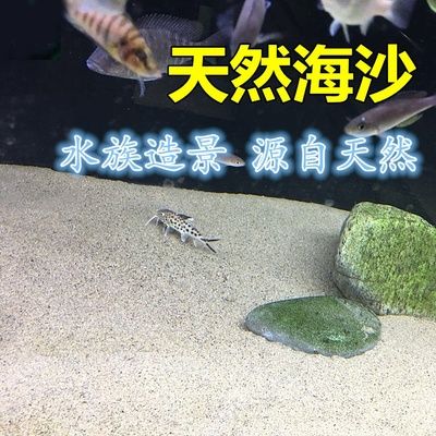 海沙在鱼缸造景中的应用和注意事项：海沙在鱼缸造景中的应用