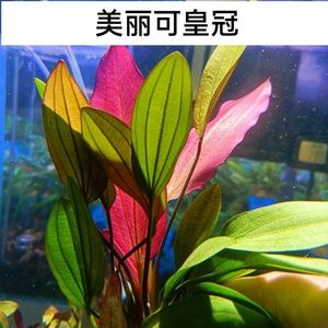 带有“皇冠”标志的鱼缸品牌有哪些？：带有“皇冠”标志的鱼缸品牌 鱼缸百科 第1张