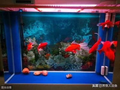 鱼缸（水族箱）成为越来越多人喜爱的家庭装饰之一：关于水族箱的说说 鱼缸百科 第1张