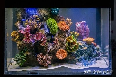 海水鱼缸的养护秘籍：海水鱼缸与淡水鱼缸的区别 鱼缸百科 第3张