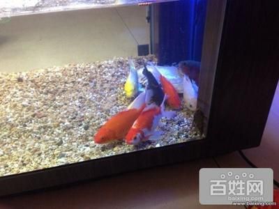 桓台县城区可丽爱水族馆可丽爱水族馆可丽爱水族馆：桓台县可丽爱水族馆可丽爱水族馆可丽爱水族馆水族馆