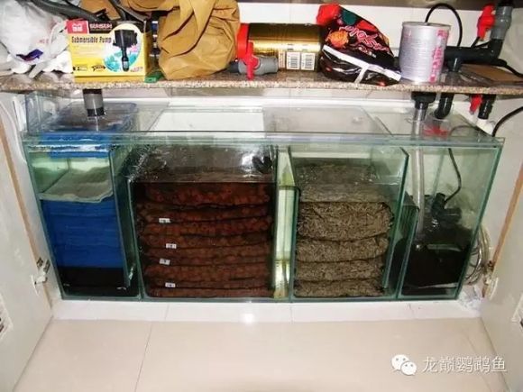 鱼缸漏水怎么办？：水族箱维护与保养指南 鱼缸百科 第1张