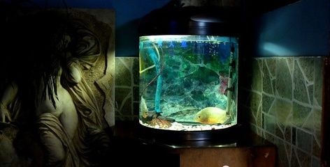 深海恐惧的心理解析深海恐惧症是一种特定的焦虑障碍：水族馆背后的故事