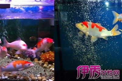 苏州工业园区佳家水族馆观赏鱼缸中的生态平衡观赏鱼缸的选择：如何选择一个合适的家用观赏鱼缸 鱼缸百科 第3张