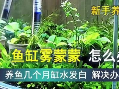 鱼缸水发白雾蒙蒙的解决鱼缸水发白雾蒙蒙的基本方法：如何解决鱼缸水发白雾蒙蒙 鱼缸百科 第2张