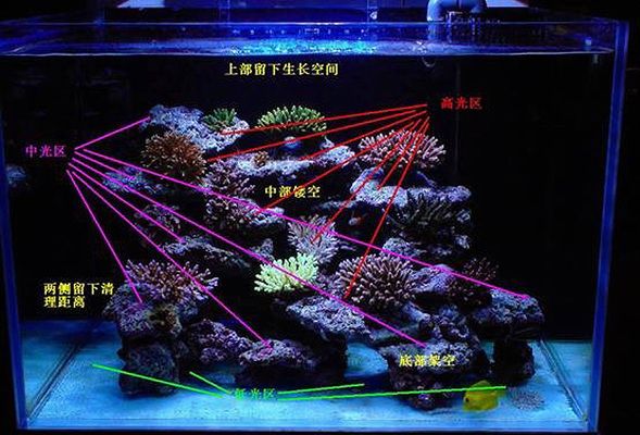 海缸和纯鱼缸的造景方式不仅能让你的鱼缸更生机勃勃：如何打造一个梦幻海缸 鱼缸百科 第3张