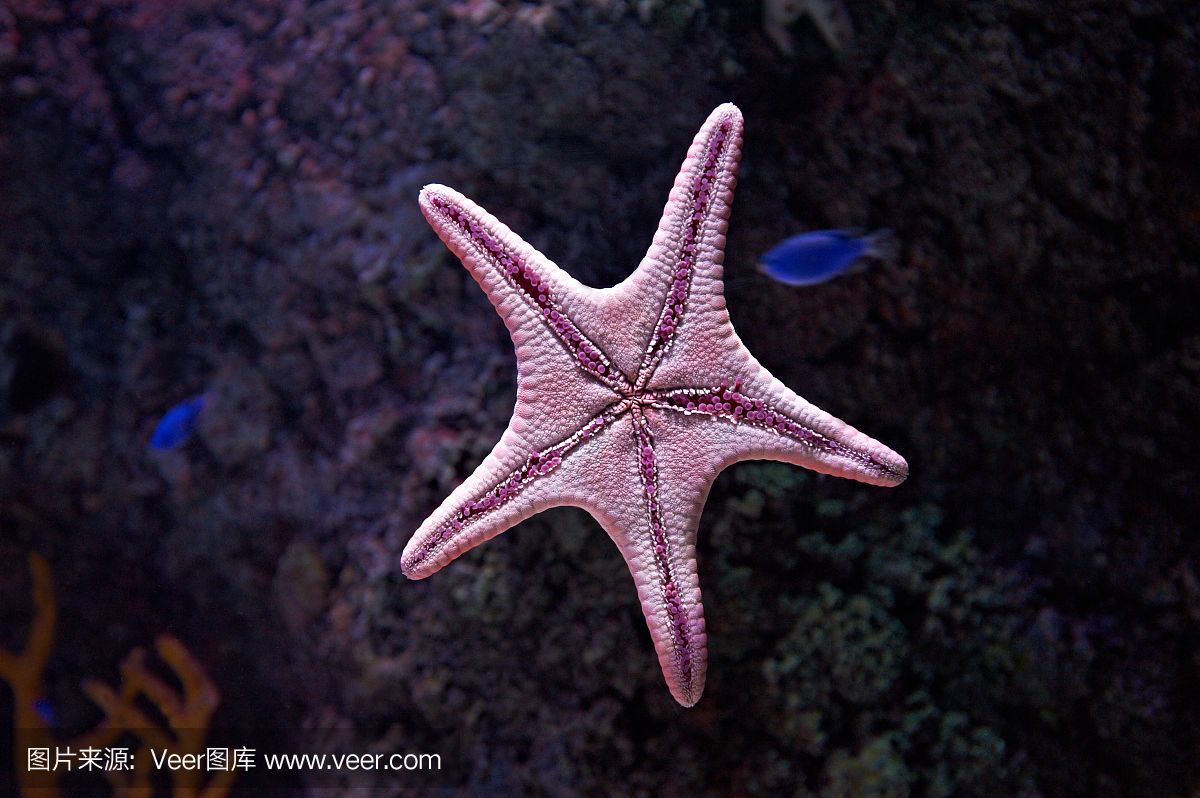 海星可以在鱼缸中饲养吗？：揭秘海星的饮食秘密 鱼缸百科 第1张