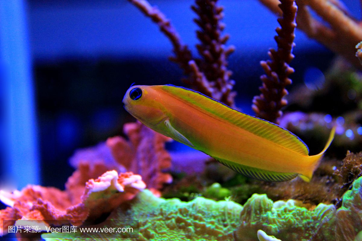 观海水族鱼缸的官网地址：生态鱼缸的设计原理 鱼缸百科 第4张