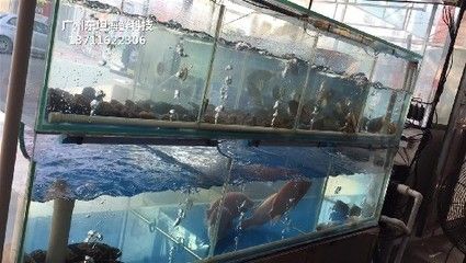 凤岗特色水族店探访在凤岗寻找鱼缸和观赏鱼缸的同时：凤岗水族文化探秘 鱼缸百科 第2张